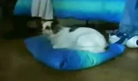 Cam anal ve kedi lanet sıcak erotic sex vidivodo kızlar